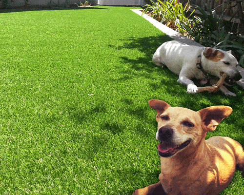 pet safe artificial turf