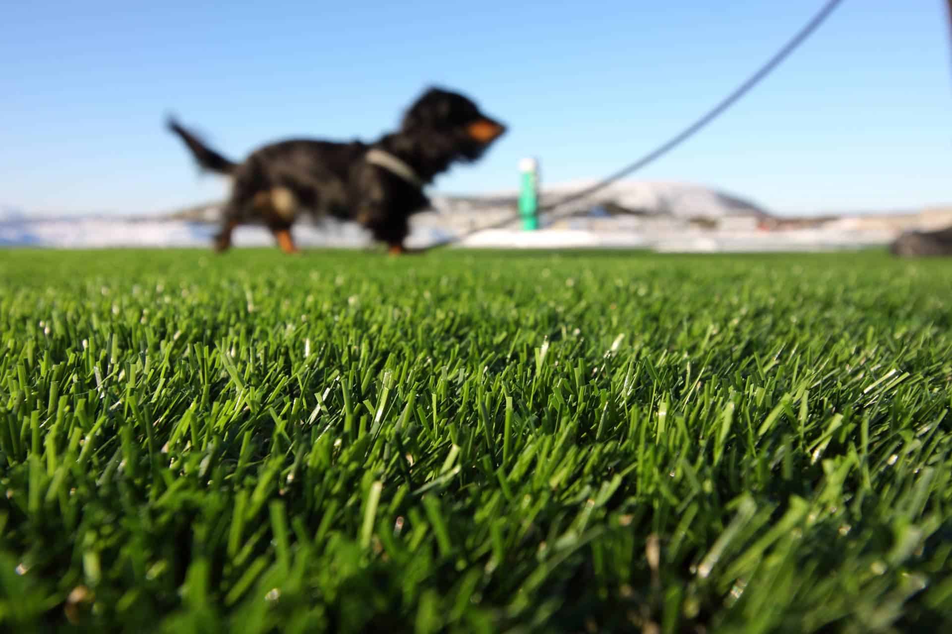 Ecoworkz pet-friendly artificial turf with a dog playing outdoors